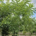 Juglans Nigra - kroon juli 2026