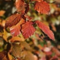 Fagus sylvatica 'Atropunicea' - herfstblad impressie rode beuken