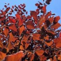 Fagus sylvatica 'Atropunicea' - 2
