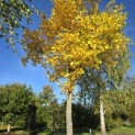 Liriodendron tulipifera - 2