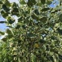 Liriodendron tulipifera 'Snowbird' - 8