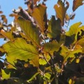 Fagus sylvatica 'Riversii' - zomerblad met tegenlicht impressie