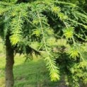#594 Tsuga canadensis Kanadische Hemlocktanne