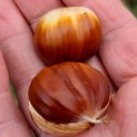 #69 Castanea sativa 'Lyon' Edelkastanie