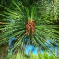 Pinus nigra 'Nigra' - naald met vrucht