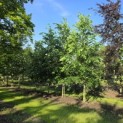 Tilia x europaea 'Euchlora' - 2