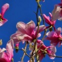 Magnolia 'Galaxy' - 5