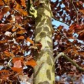 Fagus sylvatica 'Atropunicea' - 2