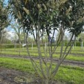 Prunus laur. Caucasica - Foto 3