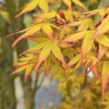 Acer palmatum 'Ueno Yama' - Foto 1