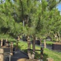Pinus nigra 'Nigra' - Foto 1
