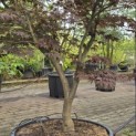 Acer palmatum 'Bloodgood' - Foto 1