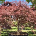 Acer palmatum 'Garnet' - Foto 7