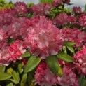 Rhododendron Yakushimanum 'Fantastica' - Foto 1