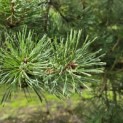 Pinus sylvestris - Foto 2