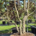Quercus Suber - Foto 4