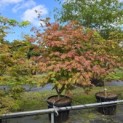 Acer palmatum 'Aconitifolium' - Foto 7