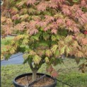 Acer palmatum 'Aconitifolium' - Foto 8