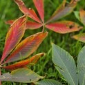 Aesculus x Arnoldiana 'Autumn Splendor' - impressie blad voorjaar