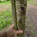 Juglans regia 'Buccaneer' - 4