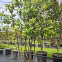 Quercus ilex - 5
