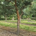 Pinus sylvestris - Foto 10
