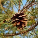 Pinus sylvestris 'Glauca' - 2