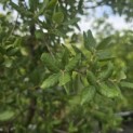 Quercus Suber - 1