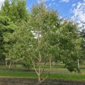 Heptacodium miconoides - 1