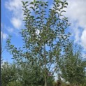 Malus domestica 'Jonagold' - Foto 3