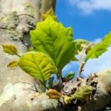 Platanus hispanica - Afbeelding 1