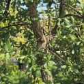Quercus Suber - Foto 2