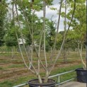 Rhus Typhina - 3