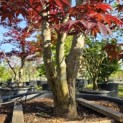 Acer palmatum 'Bloodgood' - 8