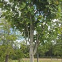 Acer rubrum 'Summer Red' - 3