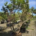 Arbutus unedo - Foto 1