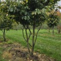Parrotia persica - 6