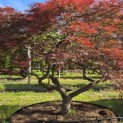 Acer palmatum 'Garnet' - 5