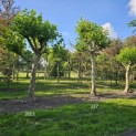 Platanus x hispanica - Foto 2