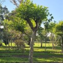 Platanus x hispanica - Foto 3