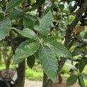 Quercus ilex - 1