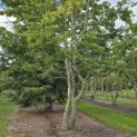 Carpinus Betulus - Foto 2