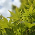 Acer palmatum - Foto 4