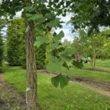 Ginkgo biloba - 4