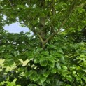 Fagus sylvatica - 3