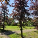 Fagus sylvatica 'Atropunicea' - 1