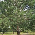 Pinus sylvestris - 5