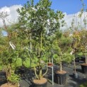 Osmanthus Aquifolium - 1
