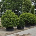 Prunus Lusitanica - 1