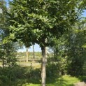 Castanea sativa - 4